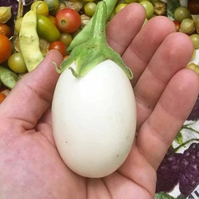 Organic Heirloom White Eggplant Seeds - 50+ Non-GMO Seeds - Solanum melongena - Perfect for Home Gardening