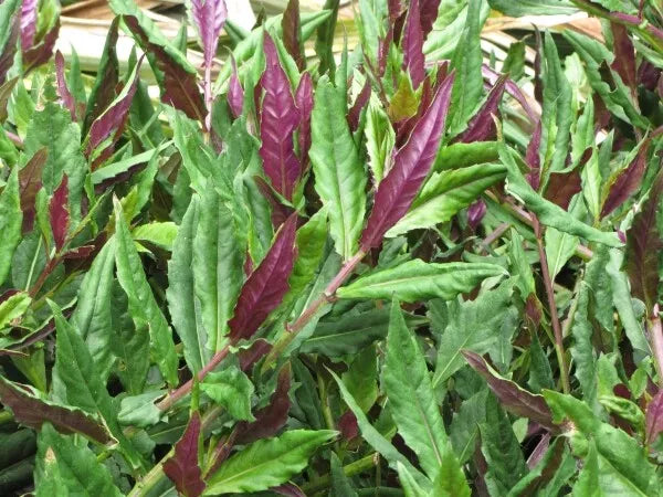 Okinawa Spinach Starter Plant 3" Green Purple Edible Gynura bicolor - Low-Growing Perennial for Garden Salads and Stir-Fries