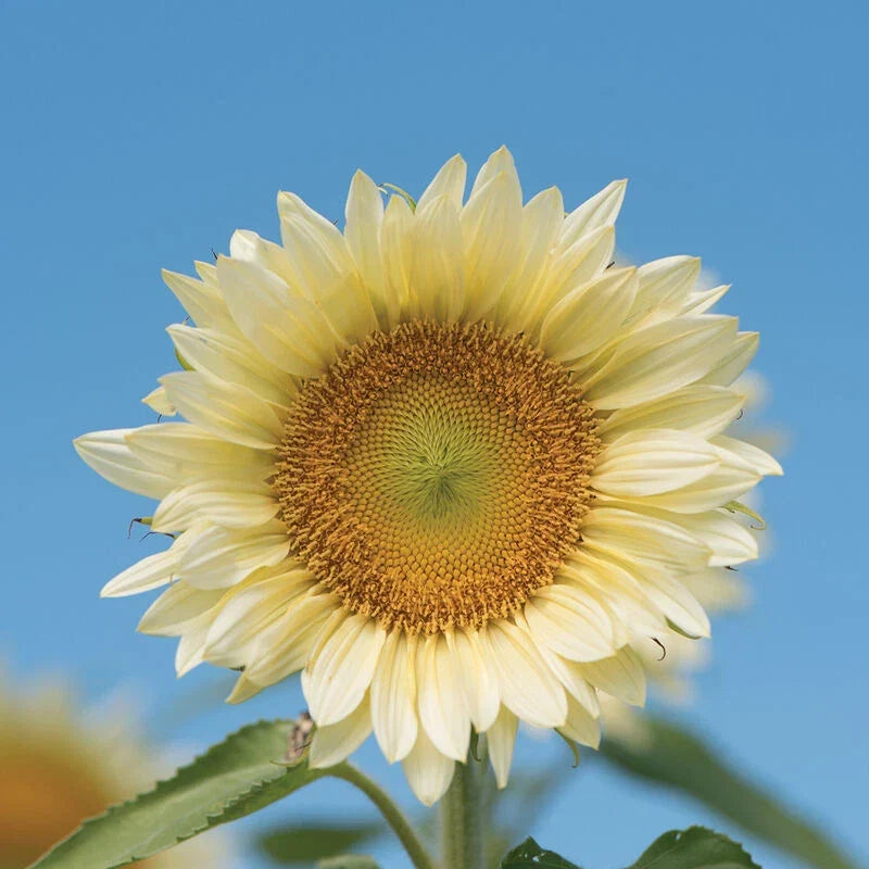 White Light Sunflower Seeds (20 Seeds) - Pure White Blooms for Planting - Helianthus annuus - Attracts Pollinators
