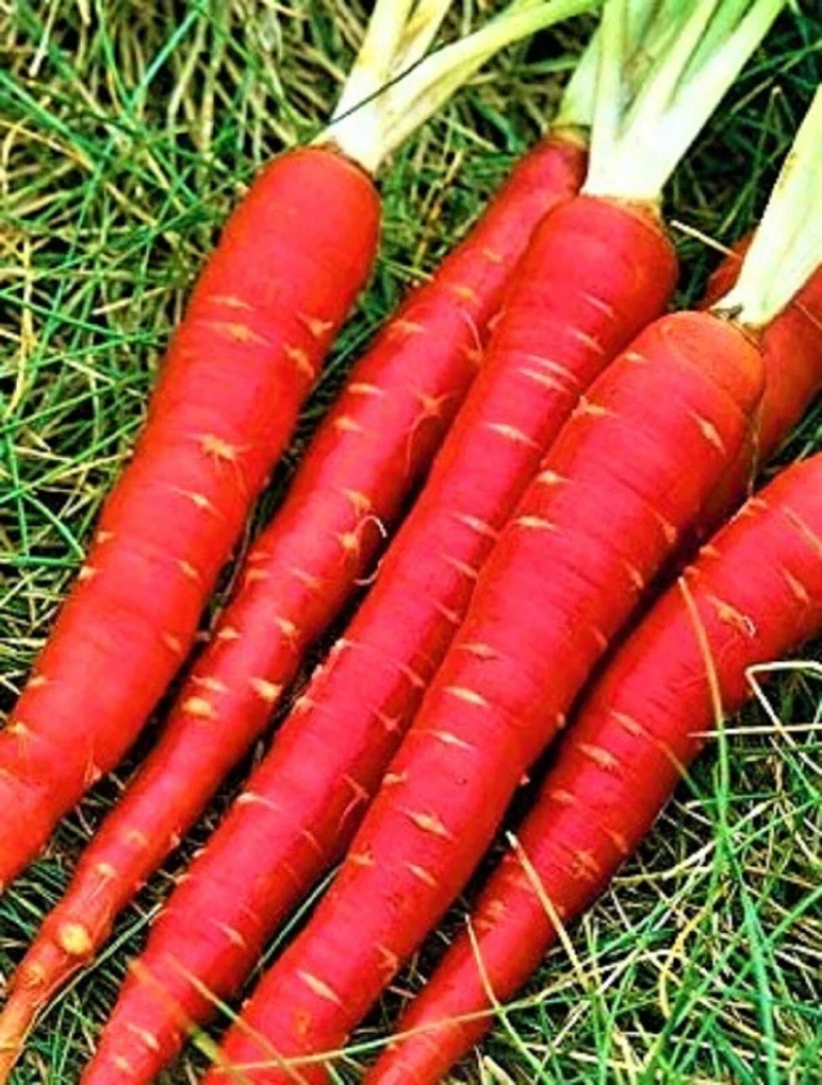 Atomic Red Carrot Seeds - 300+ Non-GMO Heirloom Seeds - Daucus carota - Vibrant Red Vegetable Garden Seed