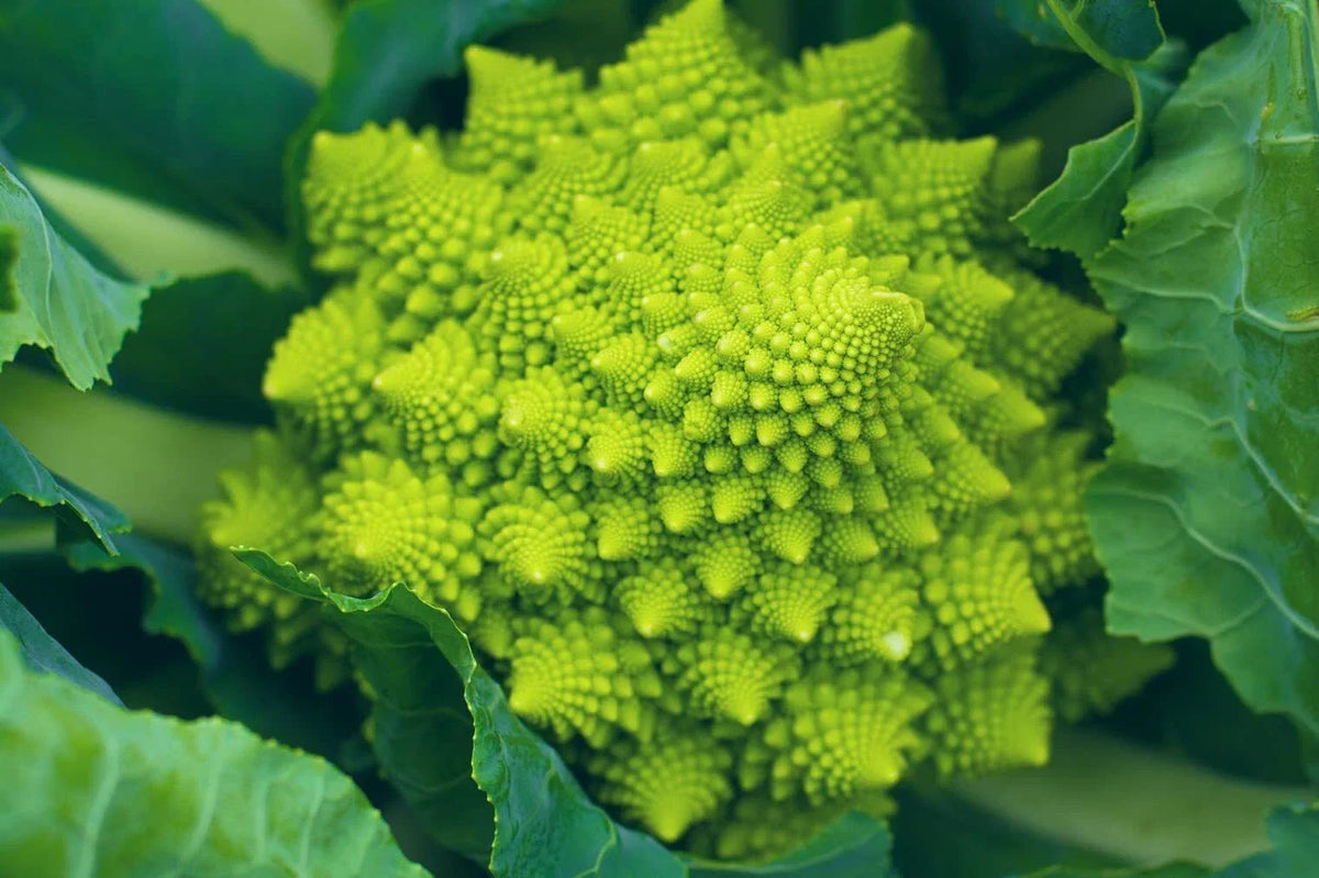 Romanesco Broccoli Seeds 250+ Non-GMO Brassica oleracea Green Vegetable Seeds for Planting, Made in USA