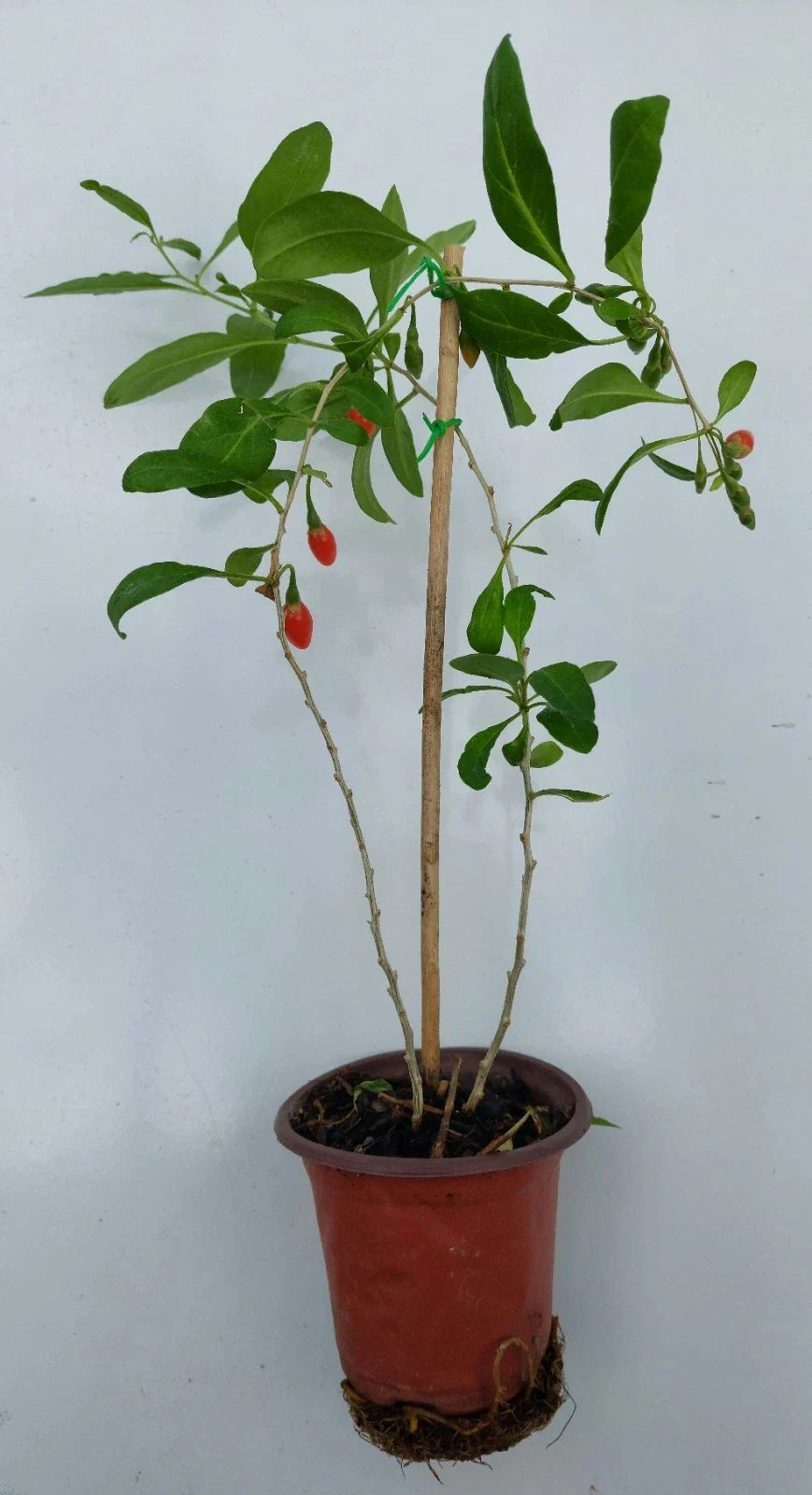 Goji Berry Live Plant in Pot - Lycium barbarum, Edible Superfood with Red Berries for Home Garden or Containers