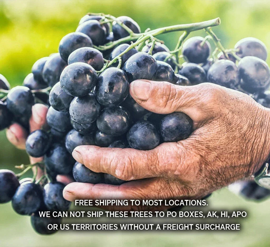 Seedless Table Grape Plants - 8 Disease-Resistant Varieties - Vitis vinifera - Perfect for Home Gardens and Vineyards