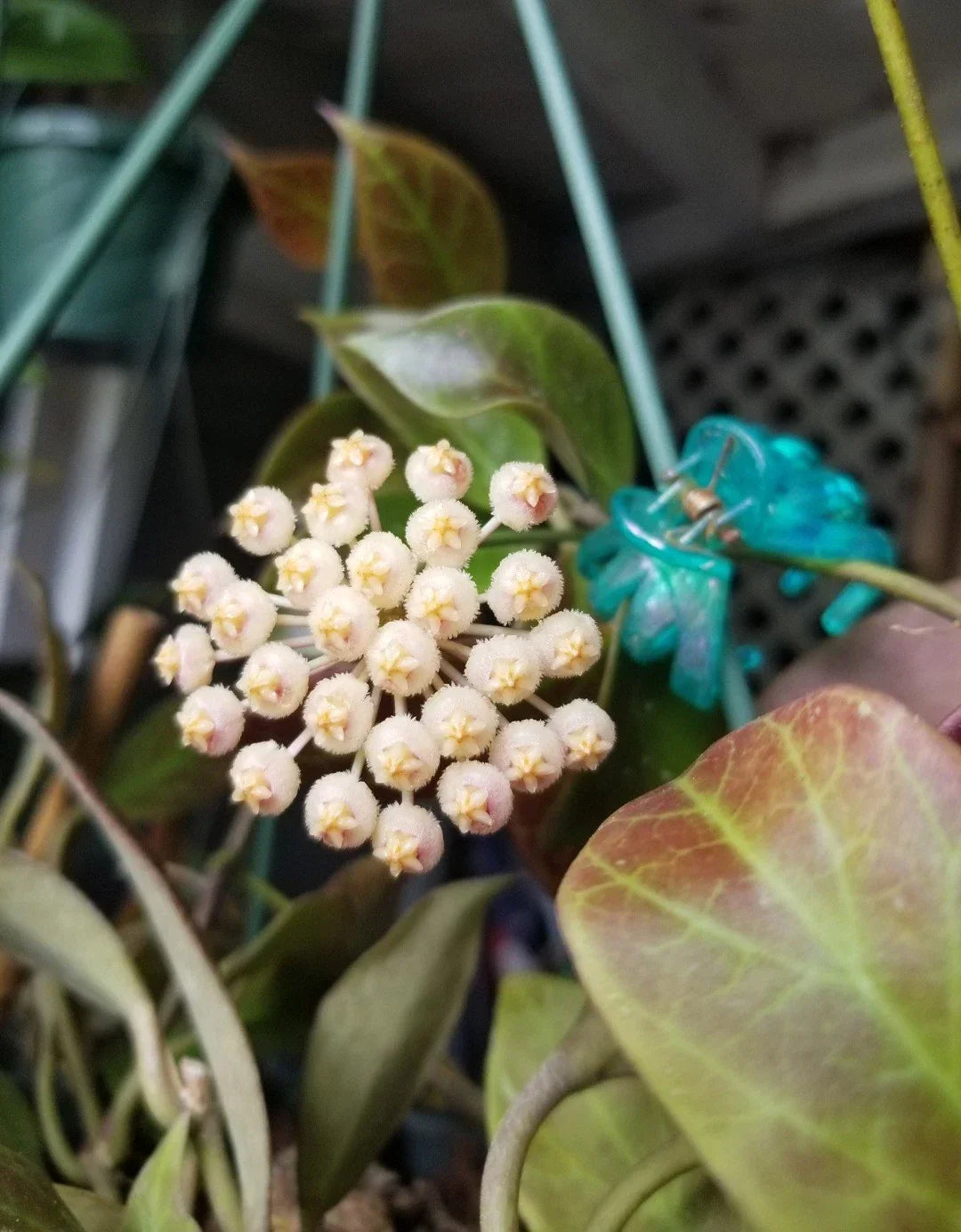 Hoya Sunrise Plant in 3" Pot | Variegated Leaves | Hoya pubicalyx | Indoor Houseplant for Easy Care and Air Purification
