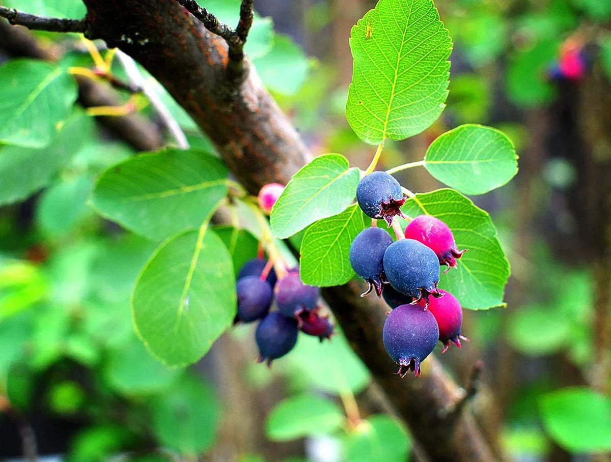 Saskatoon Serviceberry Seeds - 30 Pack - Hardy Fruit Bush - Amelanchier alnifolia - Edible Berry Seeds for Planting