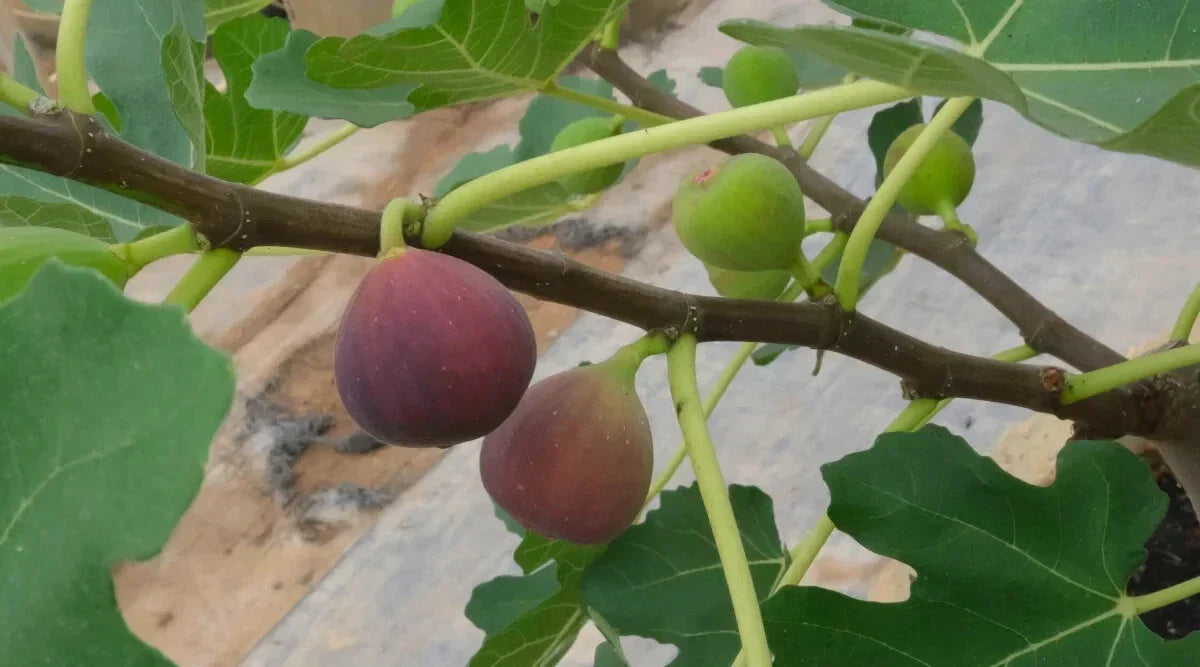 Little Ruby Fig Seeds - 100+ Count - Ficus carica - Non-GMO, Organic, USA Grown - Perfect for Home Gardens and Orchards