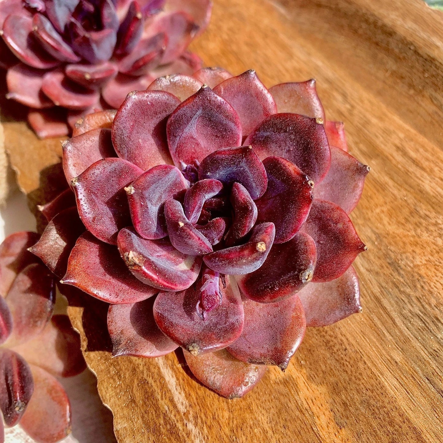 Echeveria Black Mamba Succulent Plant - Bare Root Live Plant - Rare Dark Foliage - Echeveria 'Black Mamba' for Indoor Gardening