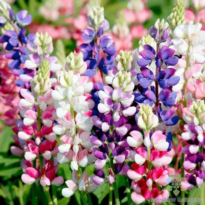 25+ Avalune Mix Lupine Seeds Pack | Vibrant Colors | Lupinus polyphyllus | Non-GMO | USA