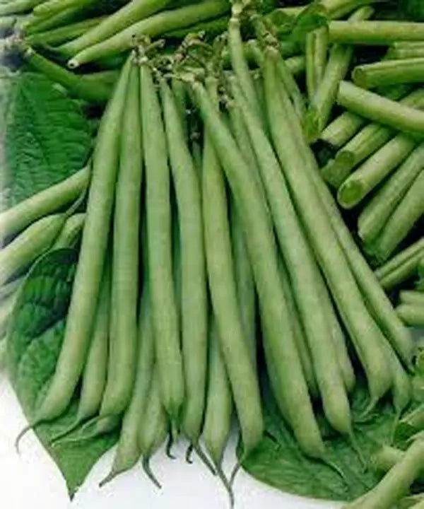 Slenderette Bush Bean Seeds - Non-GMO 100+ Seeds - Phaseolus vulgaris - Great Tasting, Easy to Grow, High Yield Variety