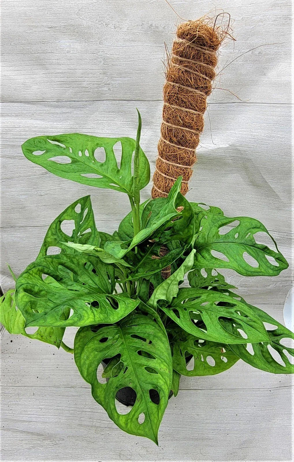 Monstera Swiss Cheese Plant 3" Live Indoor Houseplant, Rare Monstera adansonii, Unique Fenestrated Leaves, Tropical Vine