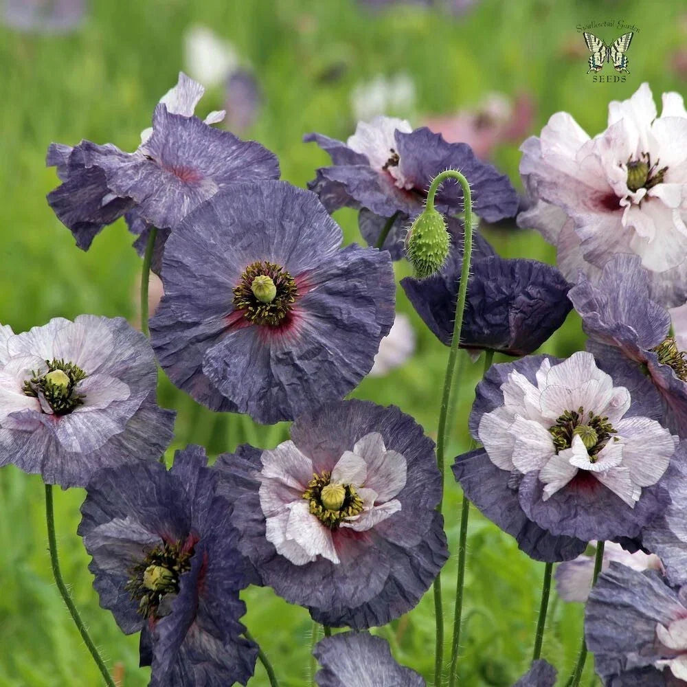 Shirley Poppy Seeds - 200+ Seeds - Grey Papaver rhoeas for Garden Planting - USA - Easy to Grow & Attracts Pollinators