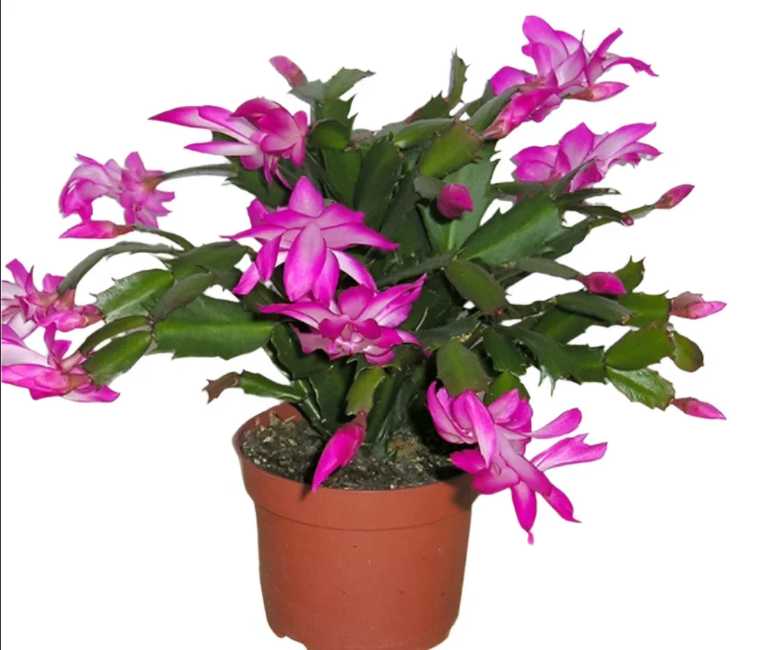 Christmas Cactus Live Plant 4" Pot Purple Flowers Zygocactus truncatus Succulent - Holiday Indoor Garden Decor