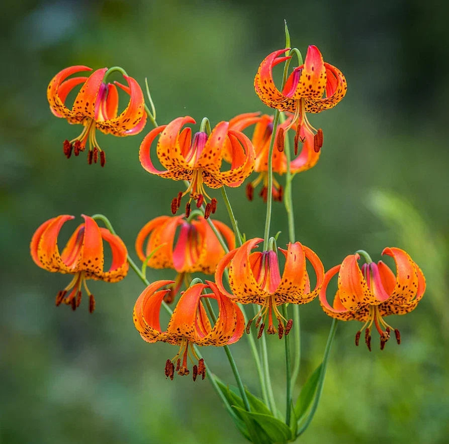 Turk's Cap Lily Bulbs 5 Count - Lilium superbum - Perennial Flowering Plants - Orange-Red Trumpet Flowers