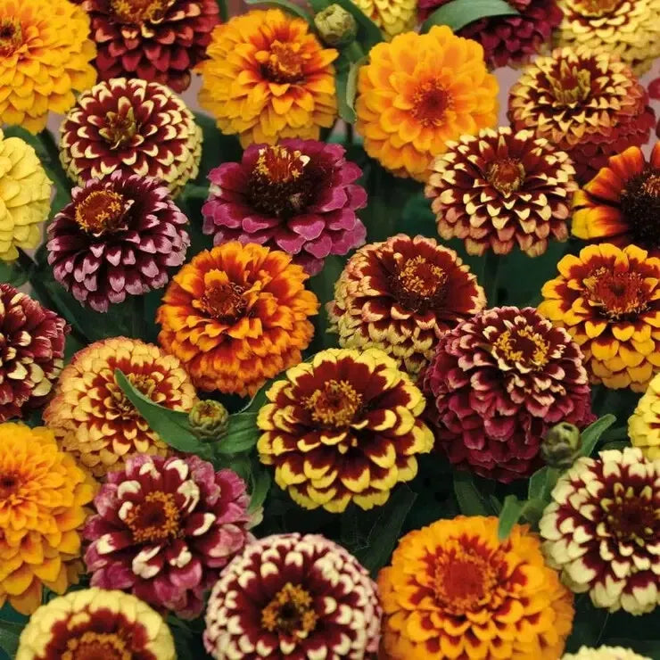 Aztec Mix Zinnia Seeds - 100+ Seeds - Vibrant Colors - Zinnia elegans - USA Grown, Easy to Grow, Attracts Pollinators