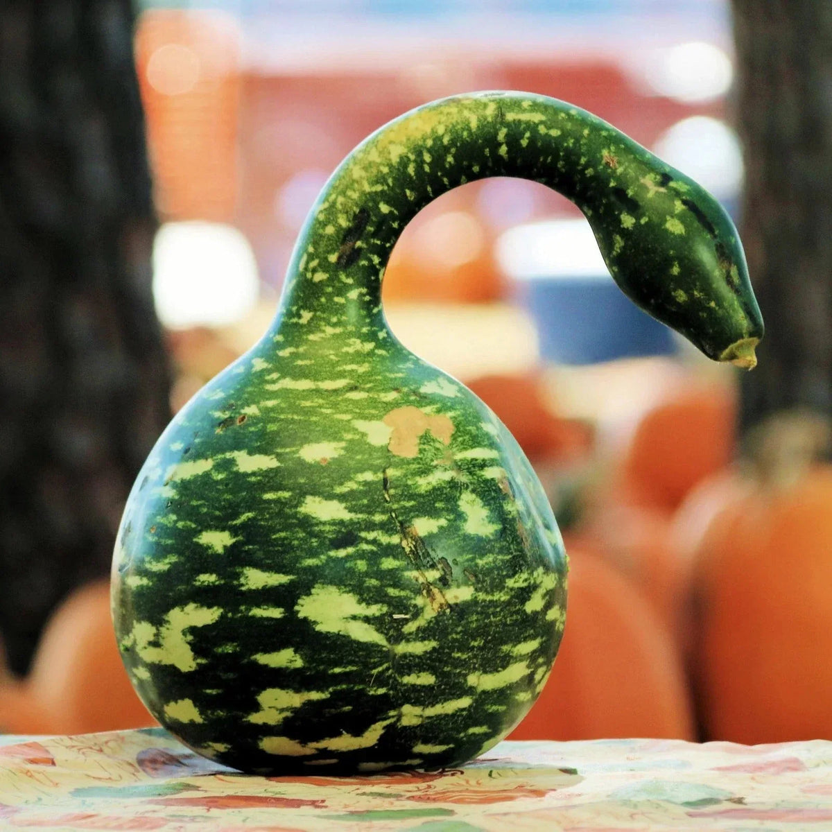 Speckled Swan Gourd Seeds - Ornamental Variety for 2025 - Lagenaria siceraria - 25 Premium Seeds for Garden Decor