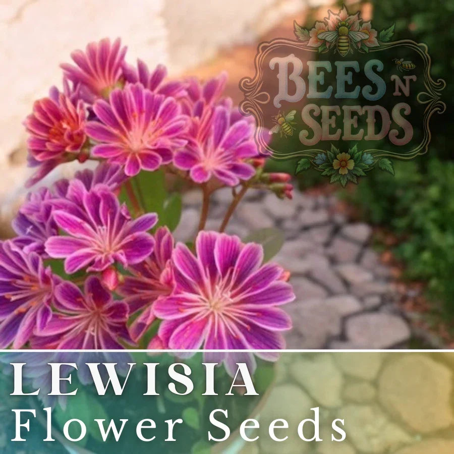 Lewisia Seeds - 35 or 100 Non-GMO Warm Orchid Flower Seeds, Lewisia cotyledon, Ideal for Garden Planting