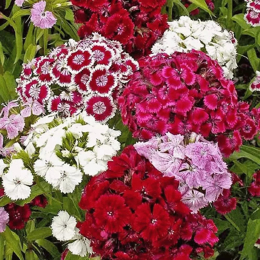Sweet William Seeds - 200+ Count - Mixed Colors - Dianthus barbatus - Perennial Fragrant Garden Flowers