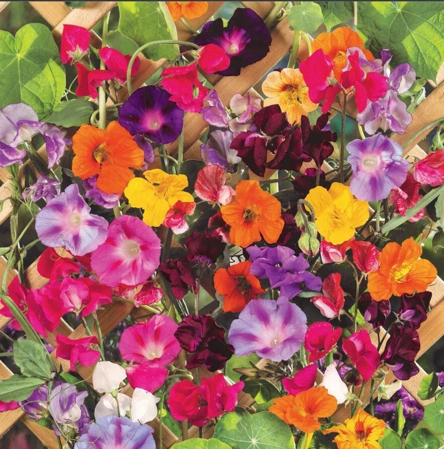 Climbing Vine Mix Seeds - 150 Seeds - Colorful Landscape Garden Plants for Trellises and Arbors - Various Species