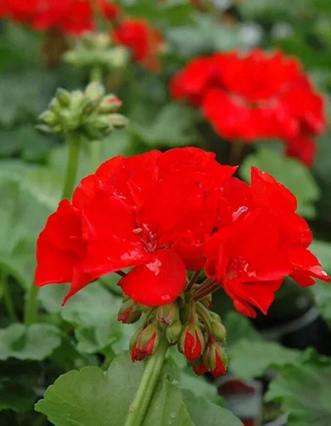 Geranium Plants 4" Pot Rocky Mountain Red Pelargonium x hortorum Well-Rooted Live Plant for Garden DIY
