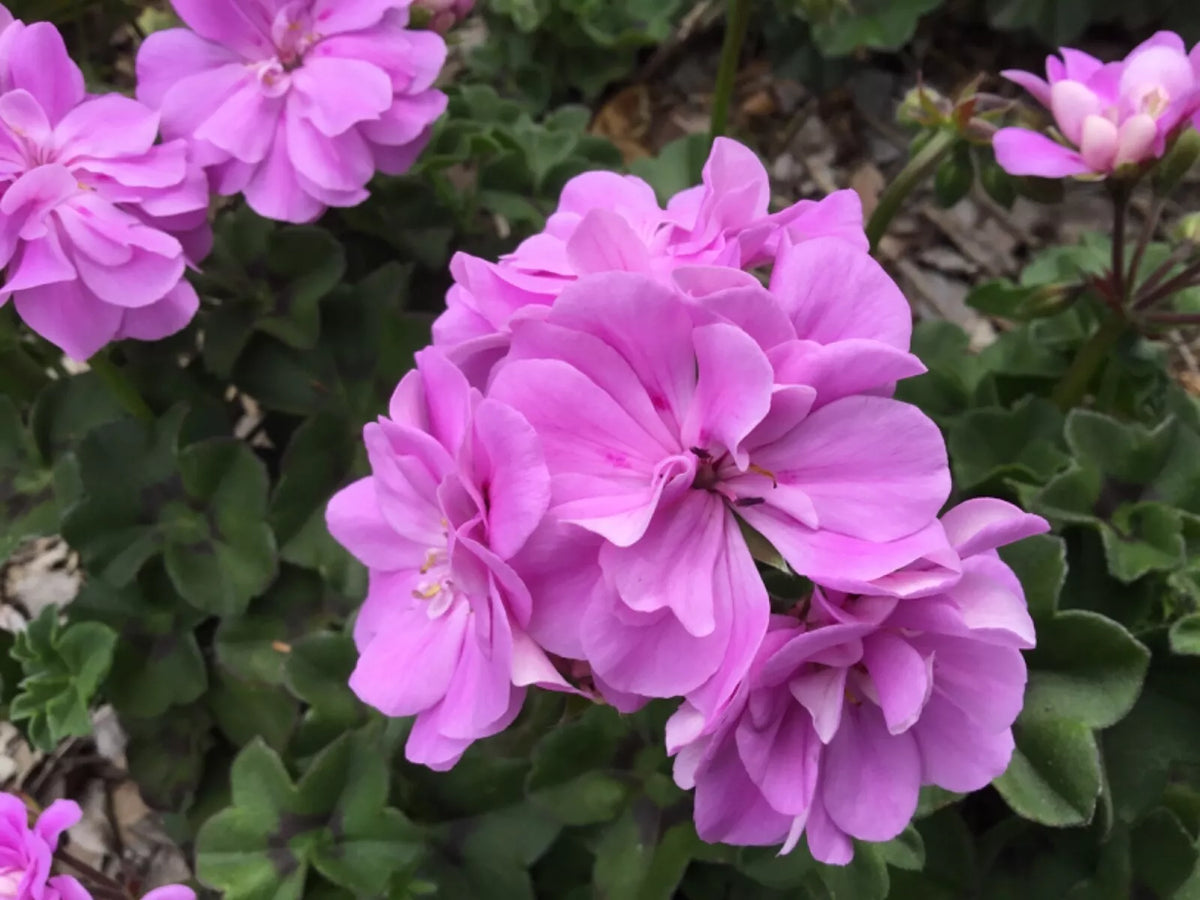 Ivy Geranium Cuttings 4 Pack Double Bright Pink Pelargonium peltatum - Easy to Root Trailing Plants for Baskets and Pots