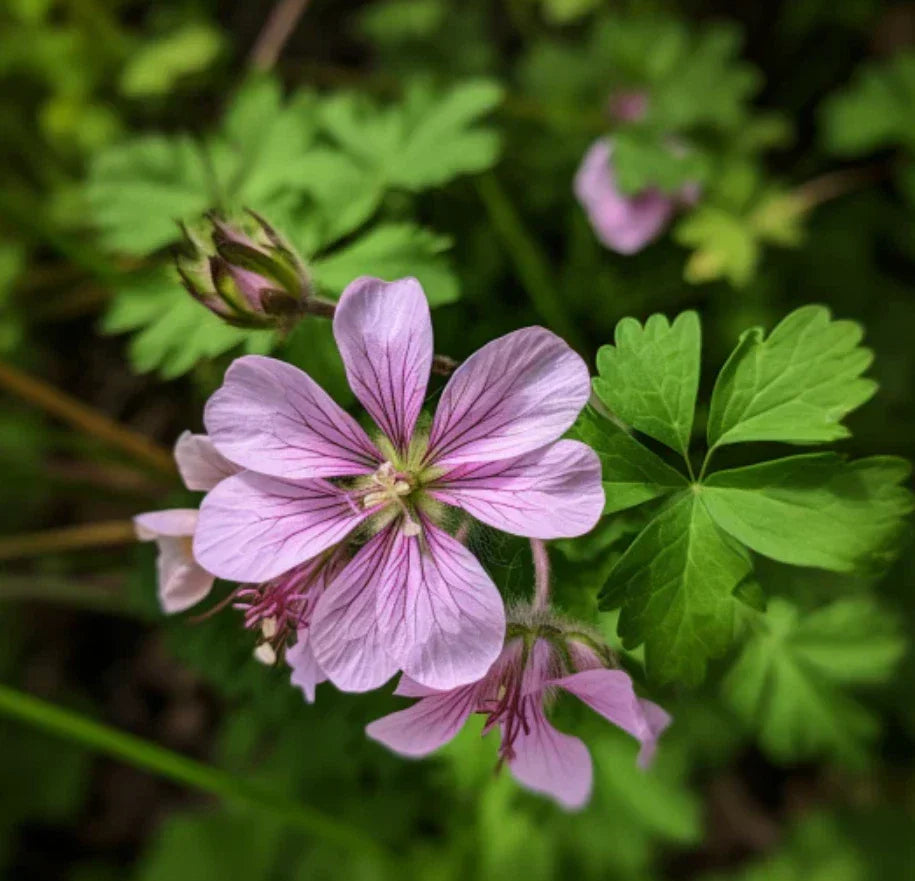 Wild Geranium Roots - 10 Fresh Perennial Flower Plants - Geranium maculatum - Low Maintenance, Attracts Pollinators