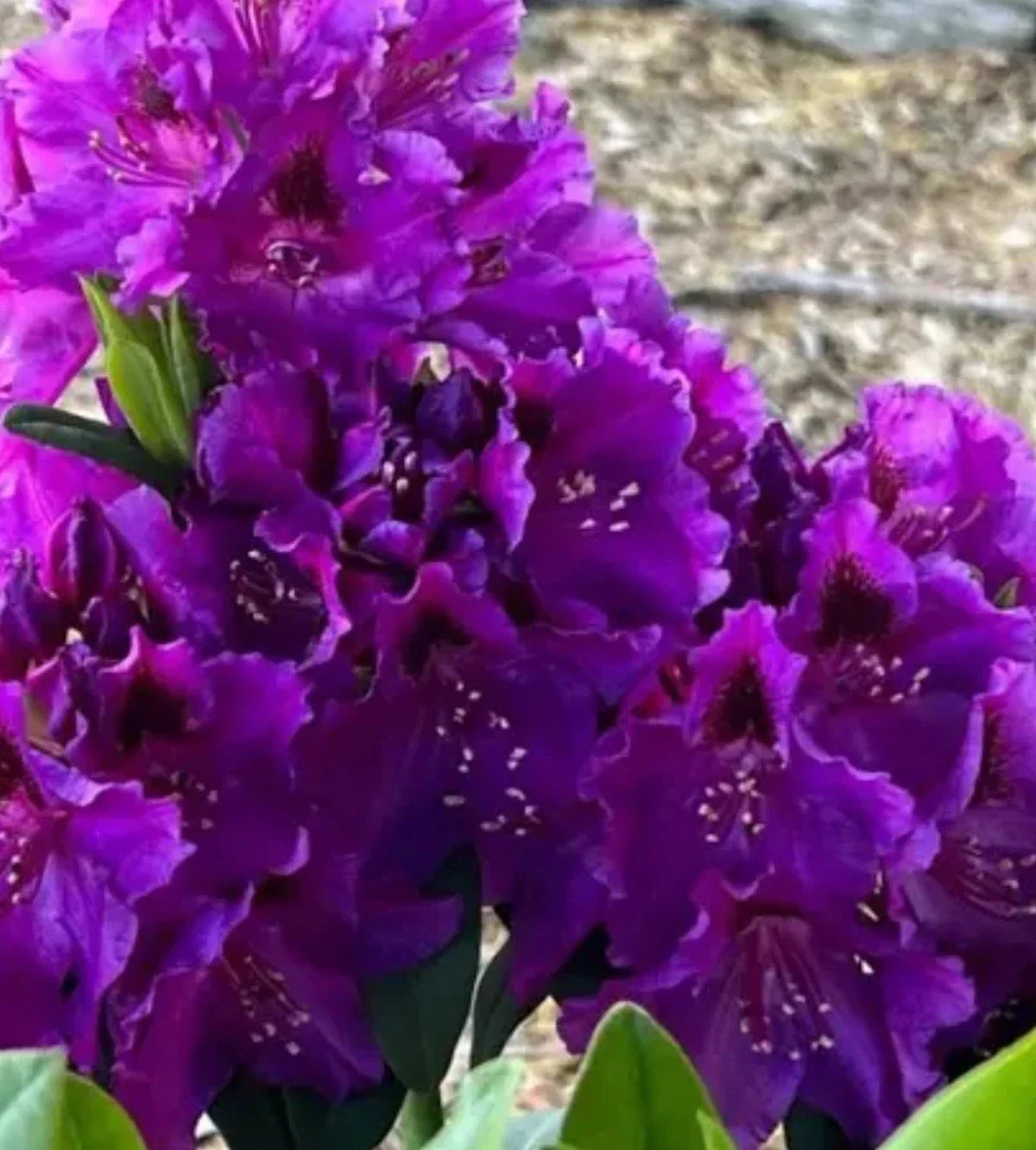 Rhododendron Starter Plant - Florence Parks - Rare Well-Rooted Variety - Rhododendron spp. - Perfect for Gardens