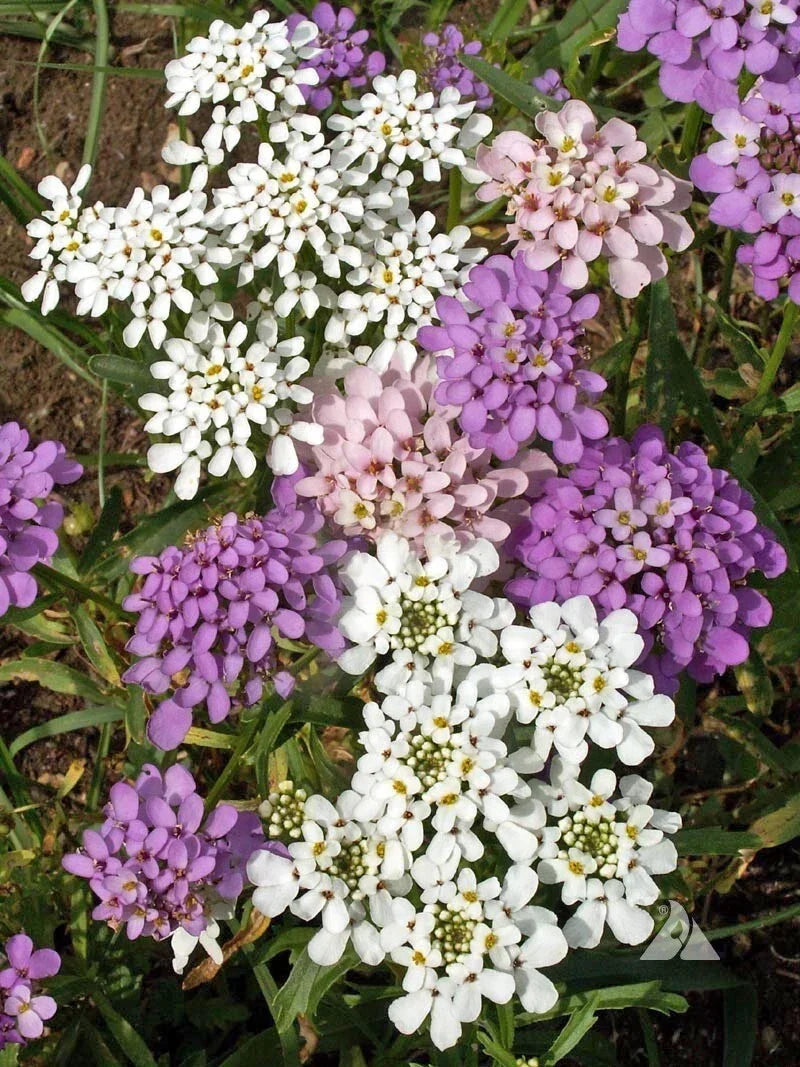 Globe Candytuft Seeds - Iberis umbellata - Colorful Blooms - Easy to Grow Garden Flower Seeds - Pollinator Friendly