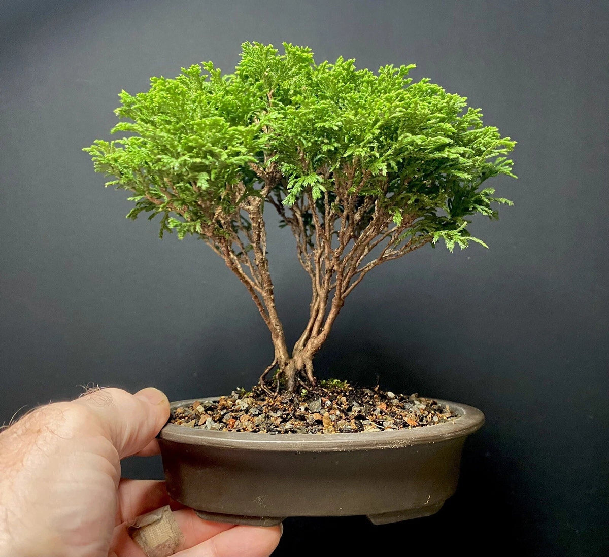 Mame Bonsai Tree 7 Years Tsukumo Cypress Chamaecyparis Pisifera in Japanese Pot - Perfect for Indoor & Outdoor Decor