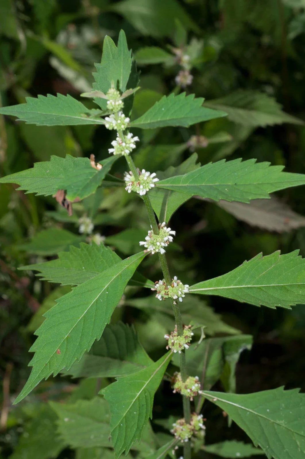 American Bugleweed Seeds - 300+ Lycopus americanus - Common Water Horehound for Wetland Gardens & Pollinator Landscapes
