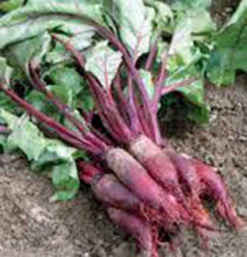 Cylindra Beet Seeds, 50 Count, Heirloom Non-GMO, Beta vulgaris - Organic Seeds for Home Garden