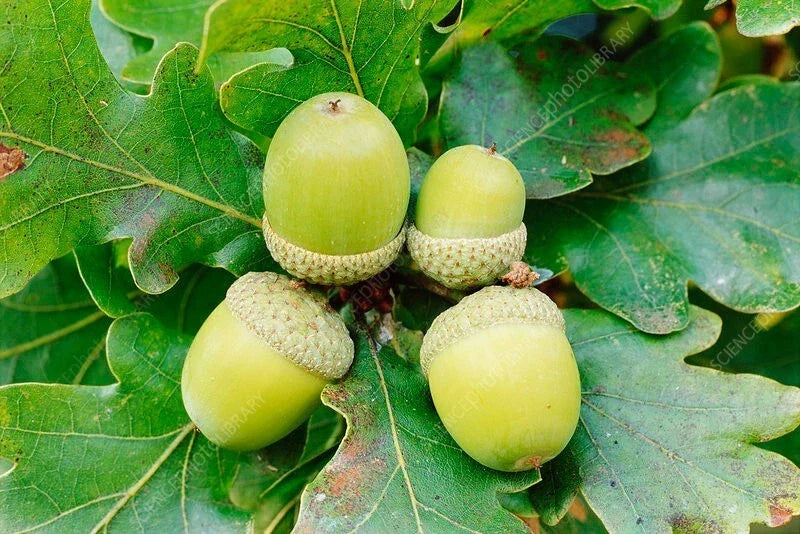 25 Acorn Seeds - White Oak Trees - Quercus alba - Native Acorns for Planting - Ideal for Zones 4-8 - Eco-Friendly Tree Seeds