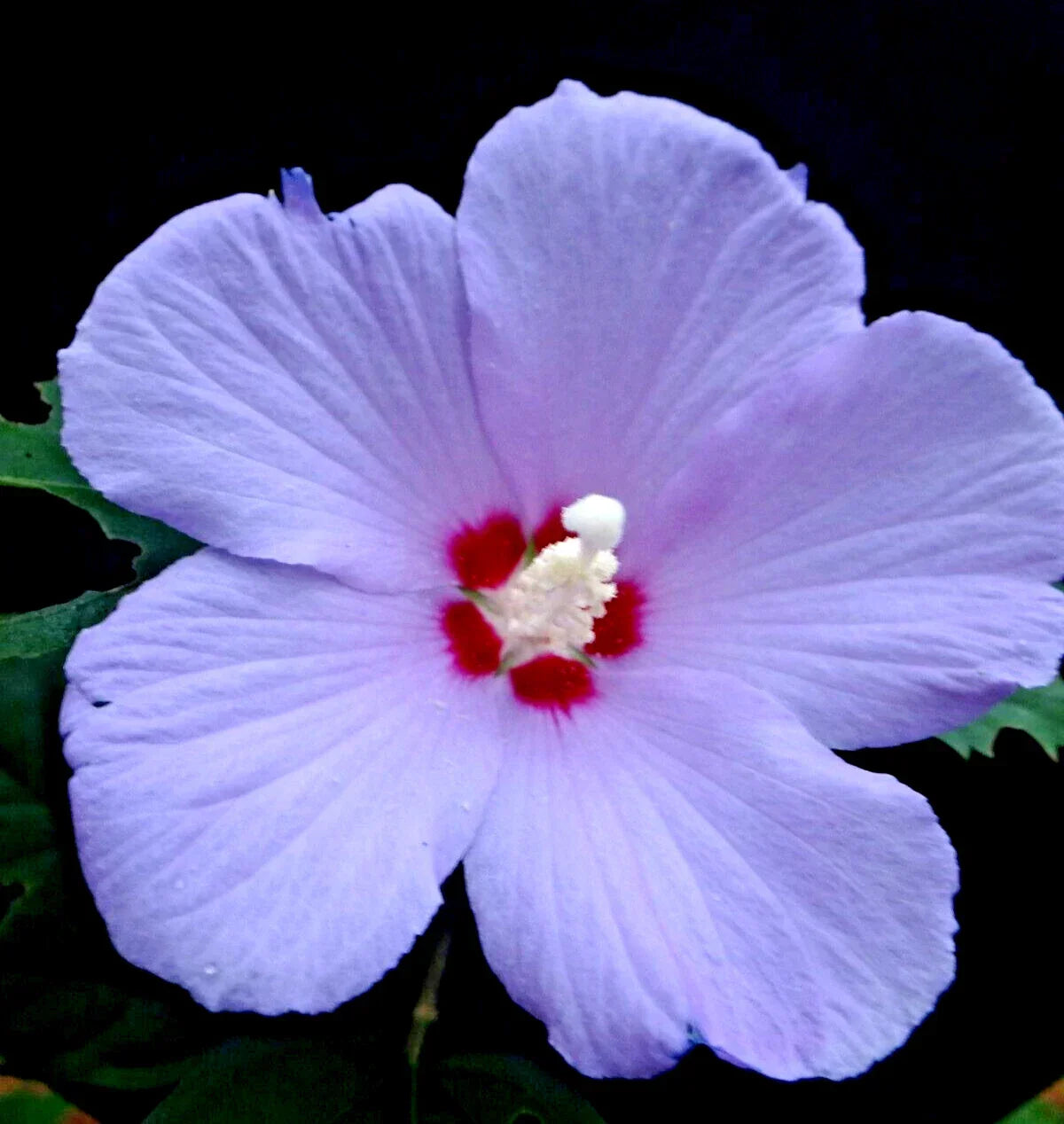 Live Plant Starter Bush Tree - Purple Rose of Sharon Hibiscus Althea - 6" to 1' Tall - Hibiscus syriacus