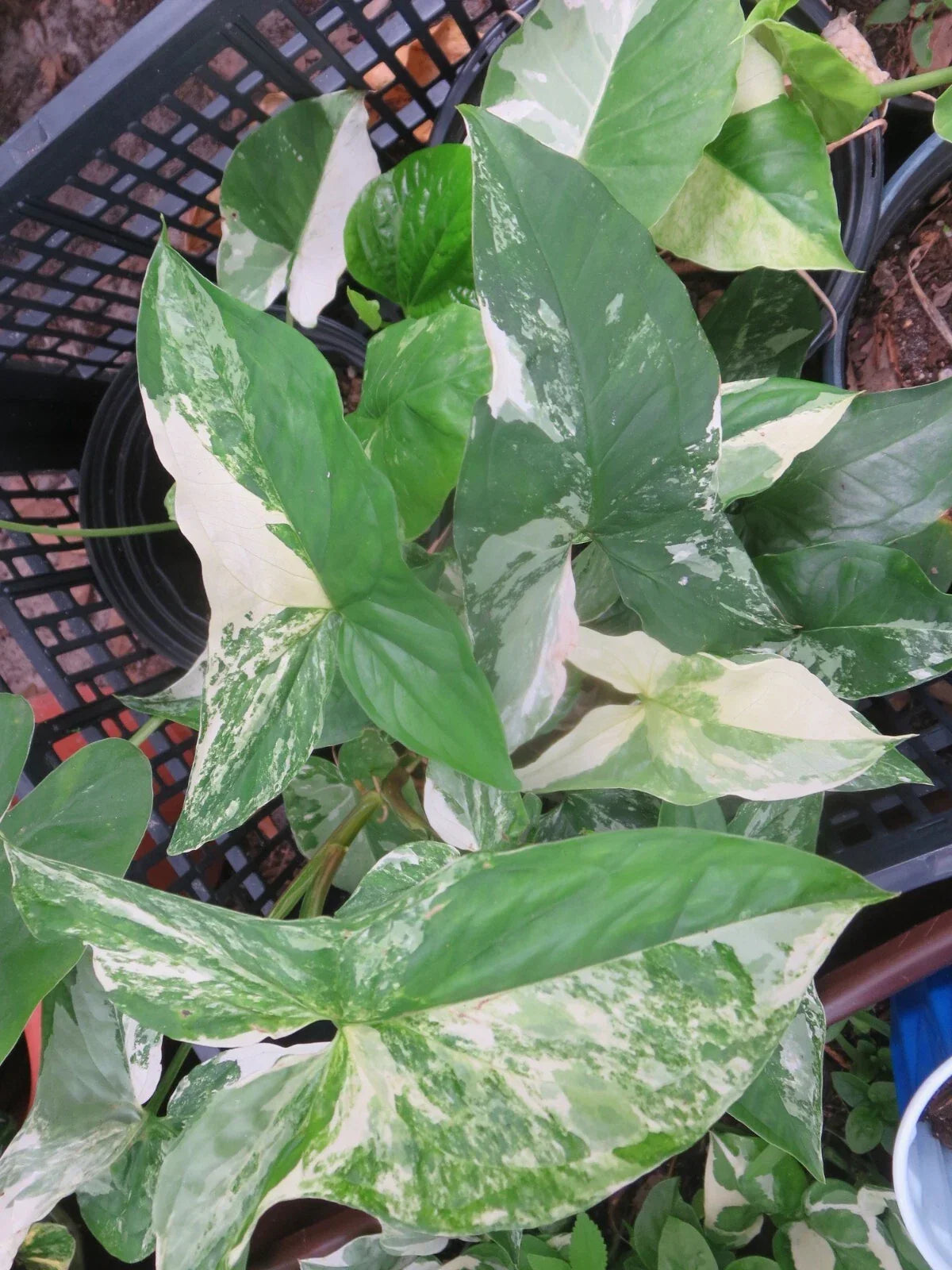 Variegated Syngonium Cutting - Albo Podophyllum - Indoor Tropical Plant - Syngonium podophyllum 'Albo Variegatum'