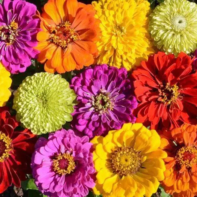 Zinnia Seeds Mix - 100 Organic Painted Wagon Seeds - Colorful Flower Garden Plants - Zinnia elegans