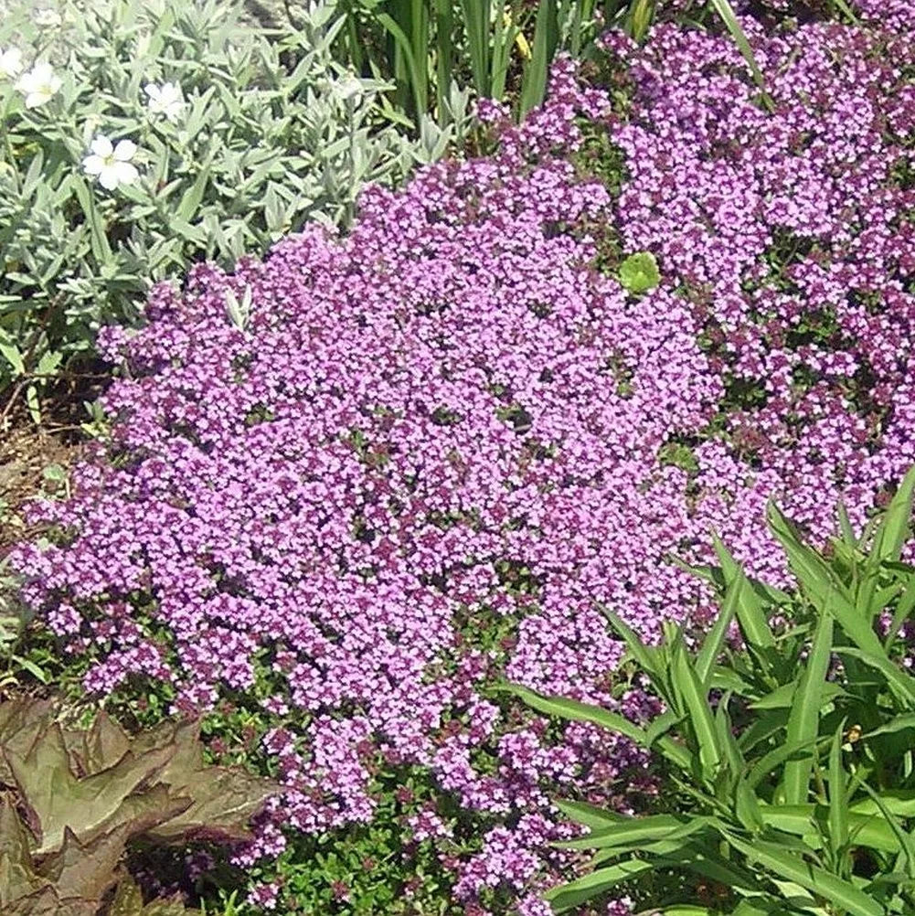 Dwarf Creeping Thyme Seeds, Low Maintenance Ground Cover, Aromatic Perennial Herb, Thymus Serpyllum