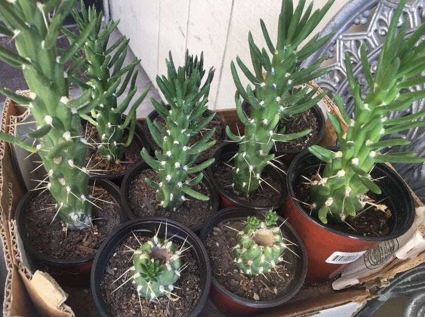 Eve's Needle Cactus Plant - Rooted Austrocylindropuntia subulata - Green Spines - Low Maintenance Succulent for Indoor/Outdoor Use