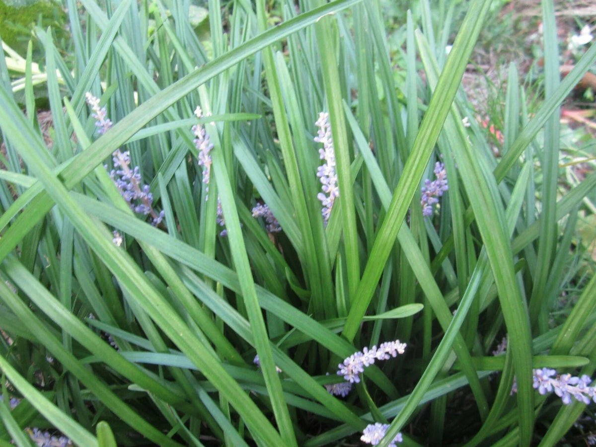 50 Liriope Monkey Grass Plants - Perennial Border Grass - Liriope muscari - Drought-Tolerant Ground Cover for Gardens