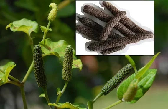 Long Pepper Vine Starter Plant - Rooted Indian Long Pepper - Piper longum - Culinary Spice for Herb Gardens and Container Gardening