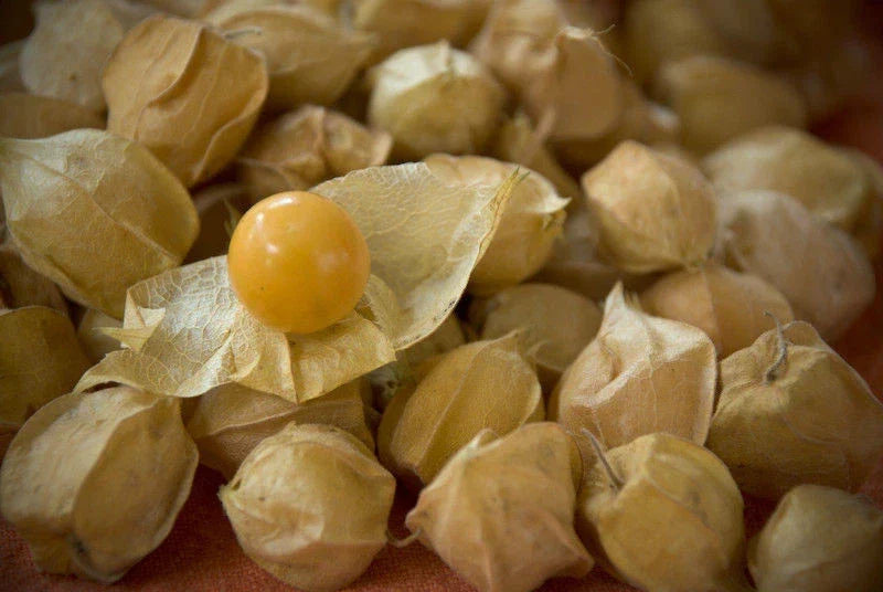 Ground Cherry Seeds 210 Count - Sweet Cape Gooseberry (Physalis pruinosa) for Home Gardening, Easy to Grow Edible Treats