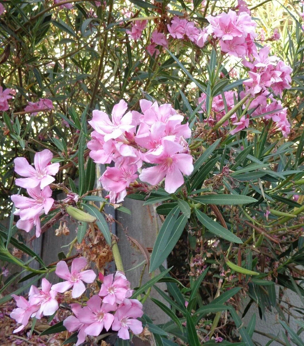 Oleander Cuttings 7" Pink Live Flowers for Propagation Nerium oleander - Healthy Garden Plant Cuttings for Vibrant Blooms