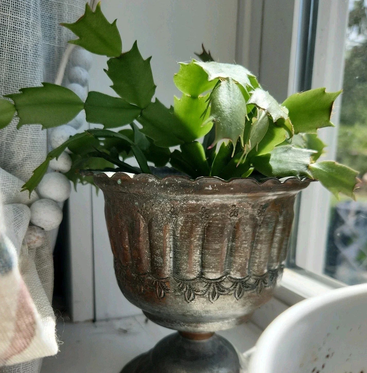 Rooted Christmas Cactus Cutting - Schlumbergera truncata - Vibrant Indoor Houseplant for Festive Decor