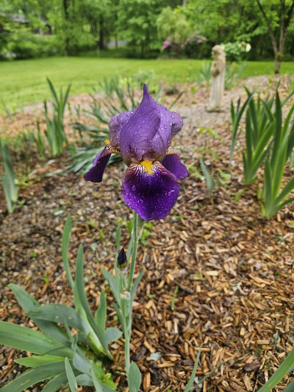 Purple Bearded Iris Rhizome - Bare Root Tall Heirloom Bulb - Vibrant Purple Flowers - Iris germanica - 1 Rhizome for Garden
