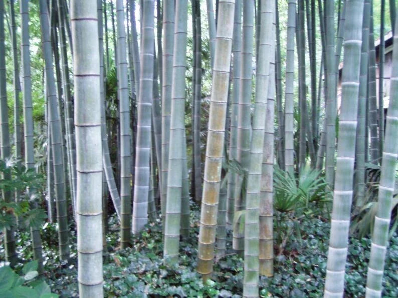 50 Rough Bamboo Seeds for Privacy Garden, Clumping Shade Screen, Bambusa vulgaris, Eco-Friendly Landscaping Solution