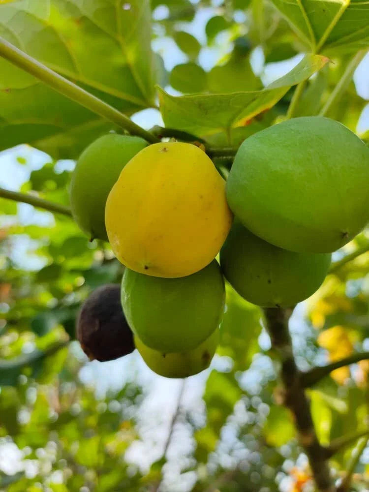 10 Barbados Nut Tree Seeds - Jatropha curcas - Tropical Hardy Oil Seed Plant - Unique Foliage & Seed Pods for Gardens