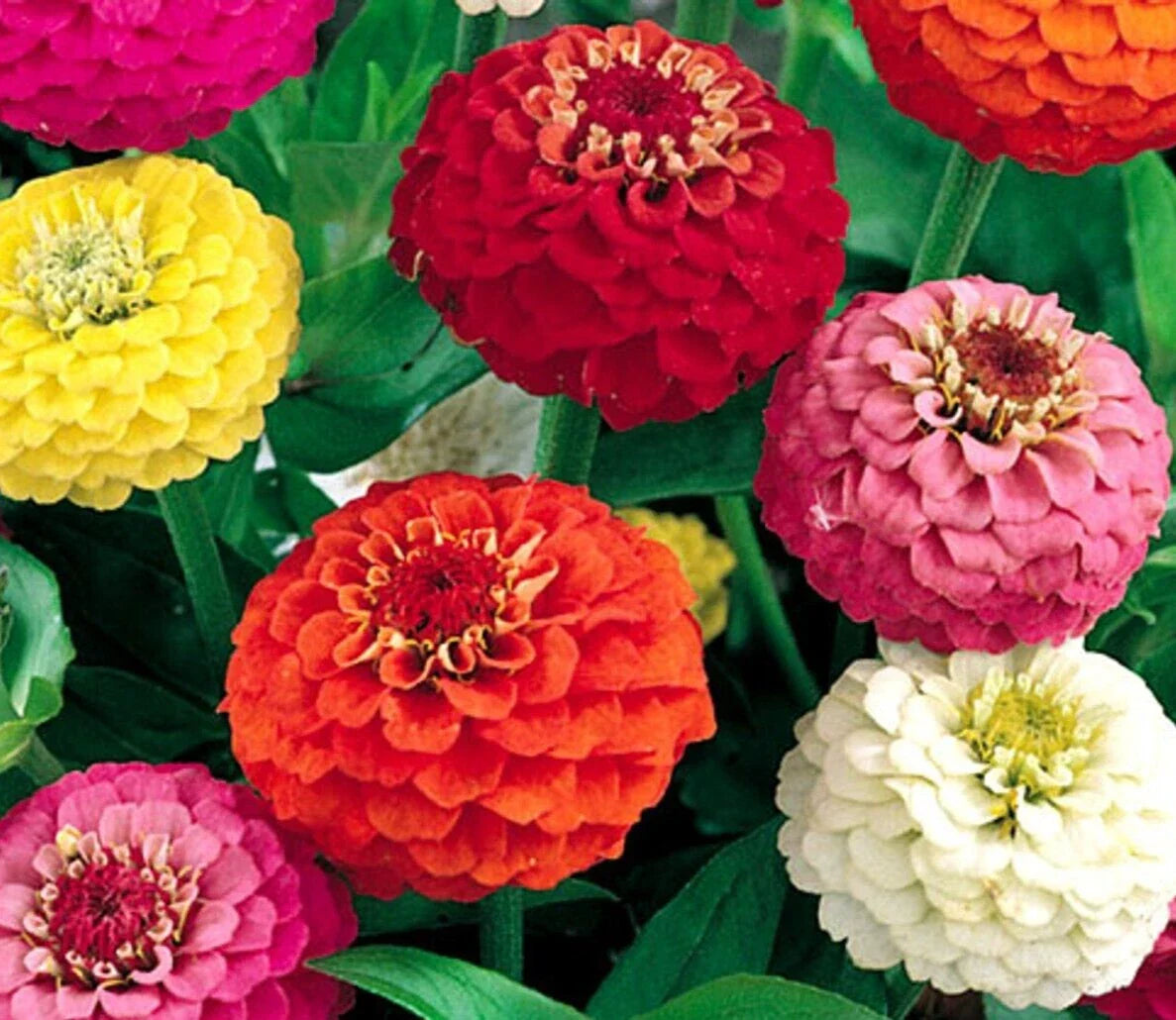 Lilliput Zinnia Seeds 400+ Count, Mixed Colors, Annual Flower Garden, Zinnia elegans, Bee Friendly, Pollinator Garden