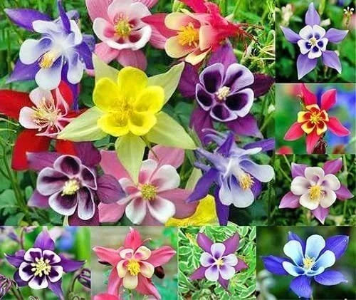 Multicolor Columbine Seeds 100 Count - Non-GMO Aquilegia caerulea 'McKana Hybrid' for Vibrant Gardens