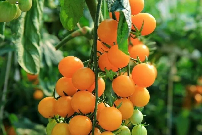 Gold Nugget Cherry Tomato Seeds - 120+ Organic Heirloom - Super Sweet - Solanum lycopersicum - Ideal for Home Gardens