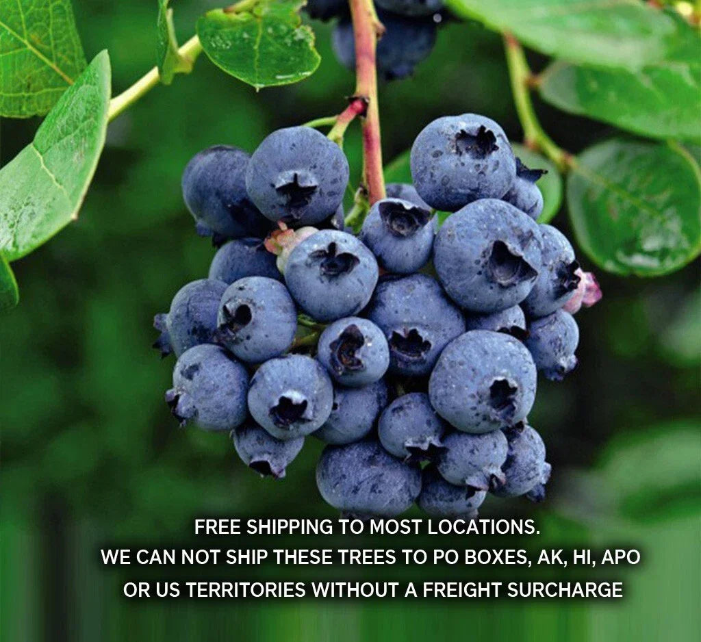 Blueberry Plants - 29+ Disease-Free Varieties - Vaccinium corymbosum - State Lab Tested Starter Plants for Home Gardens