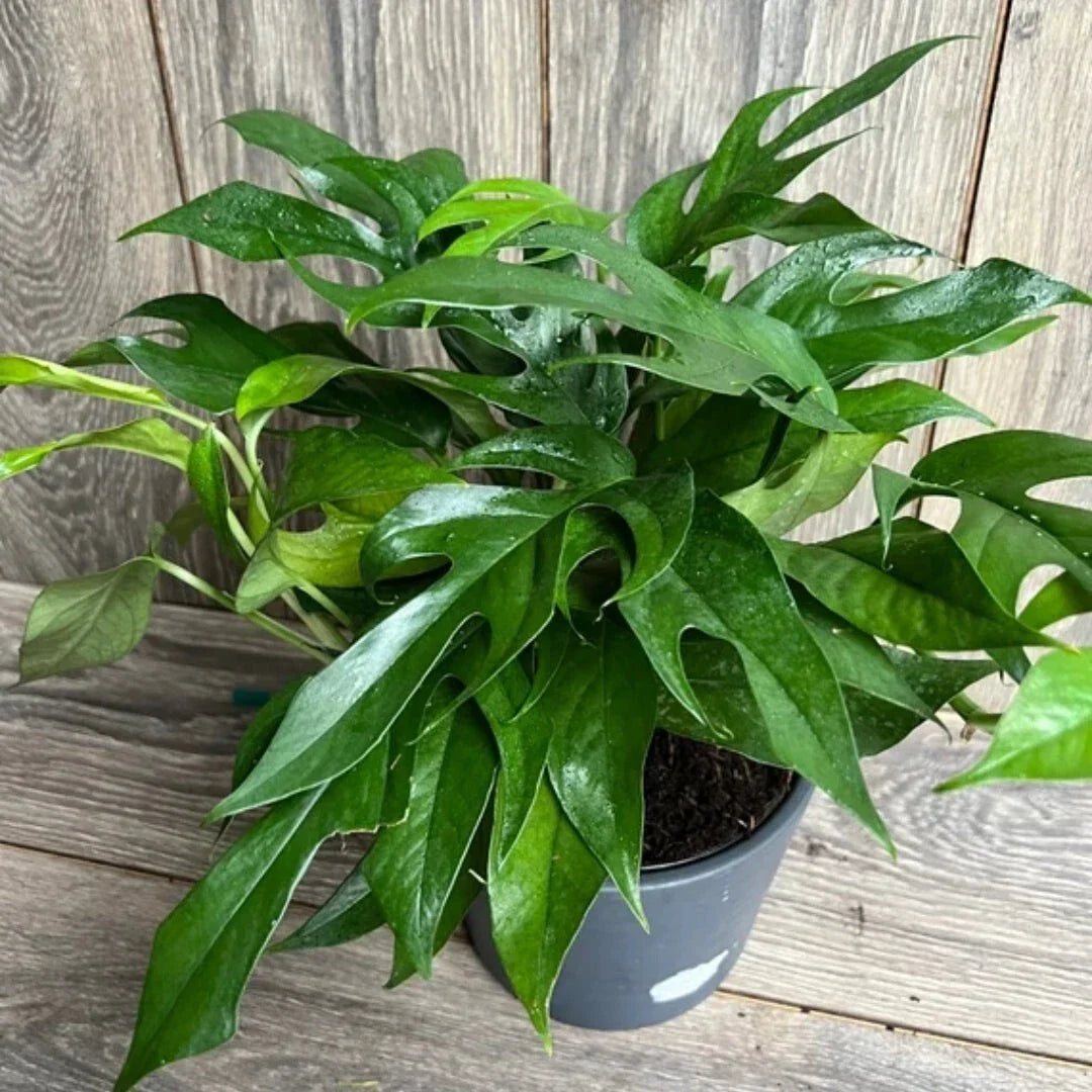 Pothos Baltic Blue Plug - Live Well-Rooted Starter Plant - Rare Aroid - Epipremnum aureum - Unique Blue-Green Leaves