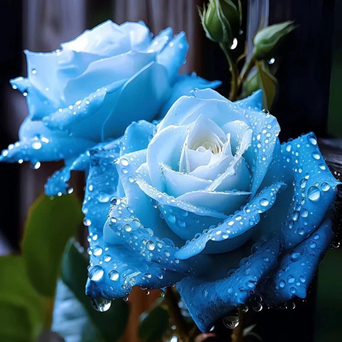 20pcs Blue Rose Seeds - Rare Broken Ice Variety - Rosa spp. - Unique Flowering Plant for Garden Enthusiasts